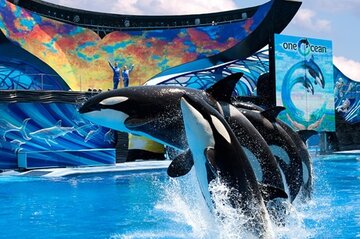 Half Year Results Show Positive Development for SeaWorld Group