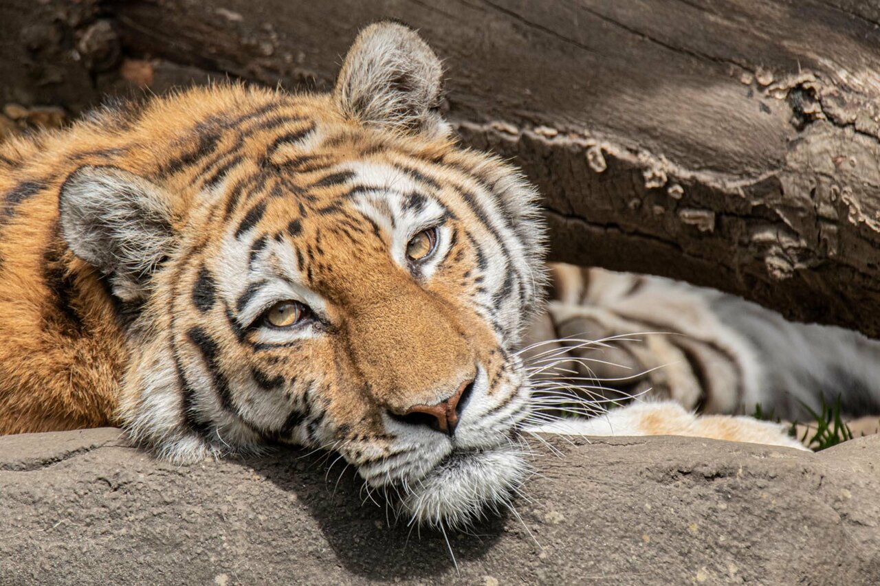 Hamburg’s Hagenbeck Zoo Starts into Peak Season