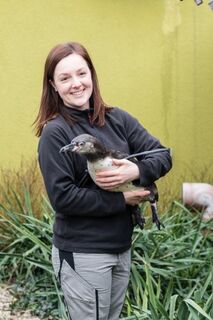Deutschland: Neues Zuhause für Spreewelten Bad-Pinguine