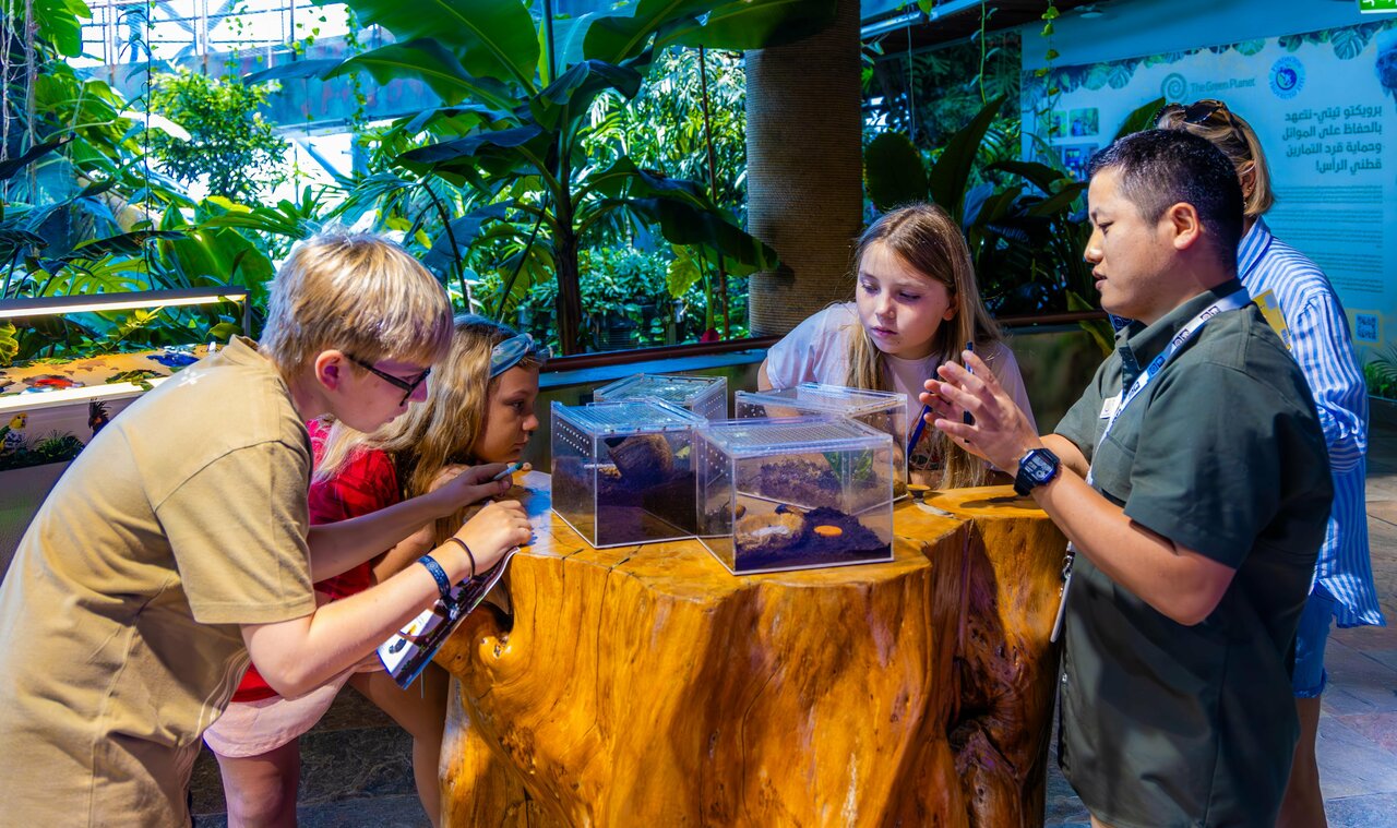 Jungle Quest: The Green Planet™ Launches Interactive Adventure