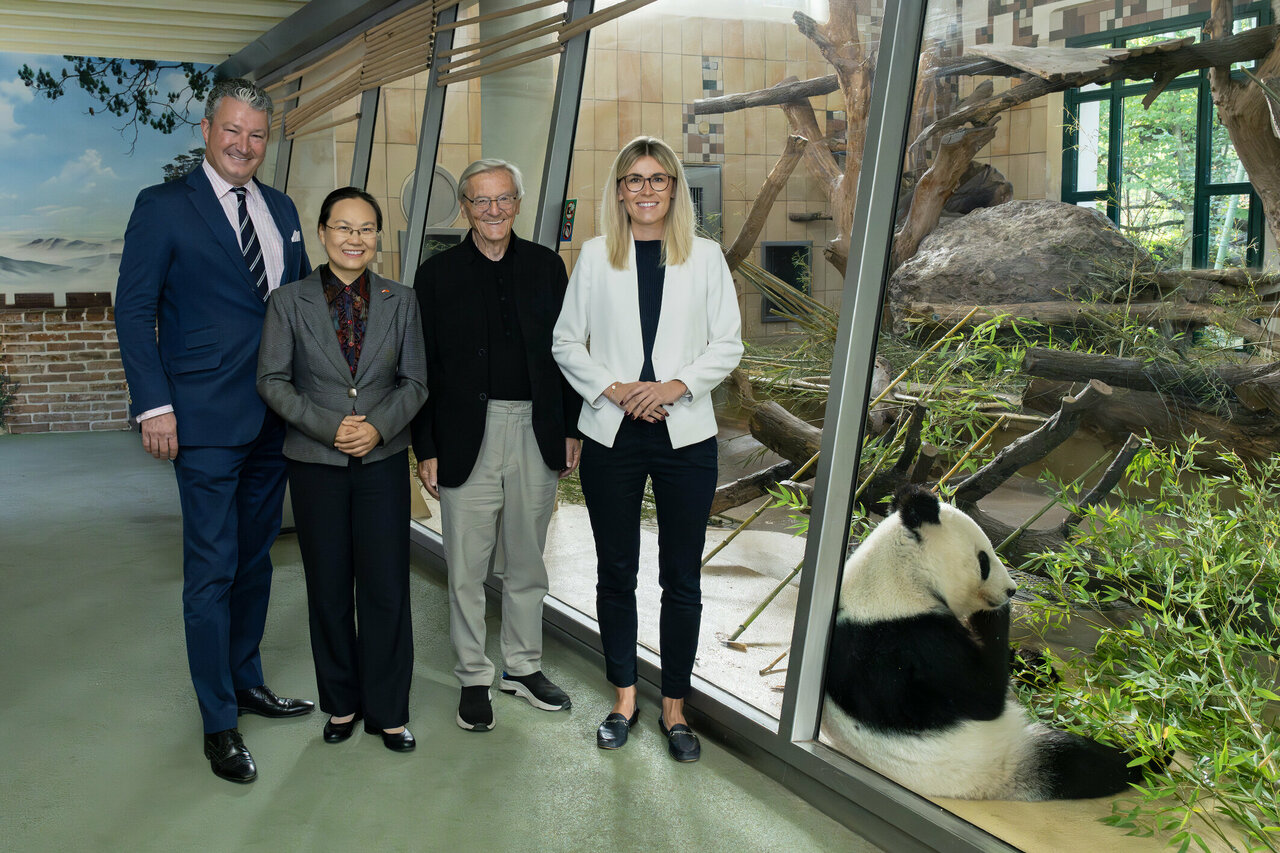 Schönbrunn Zoo: Giant Pandas Return to China