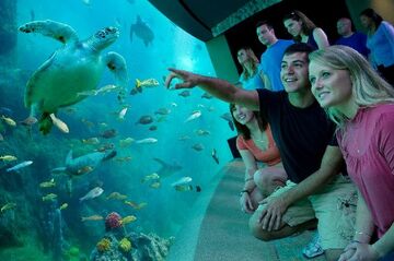 Neue 3D-Attraktion in SeaWorld Orlando eröffnet 