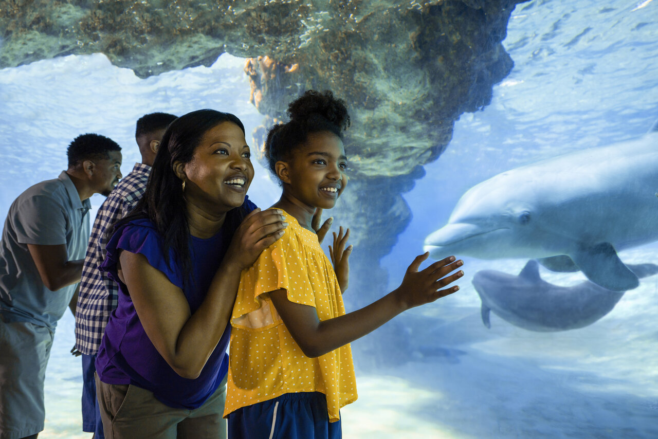 United Parks & Resorts über Pläne zu möglichem SeaWorld-Hotel