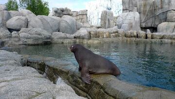 Hamburg: Tierpark Hagenbeck gewährt erste Einblicke ins neue „Eismeer“ 