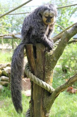Germany: New Primate Species at Serengeti Park Hodenhagen
