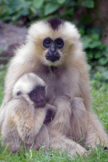 Germany: Zoo Osnabrück Modernizes Ape House