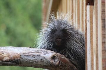 Deutschland: Komplett-Eröffnung der neuen Tierwelt „Manitoba“ im Zoo Osnabrück