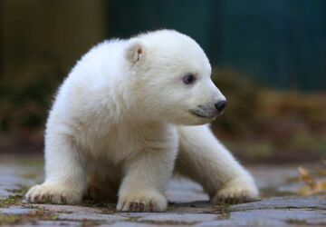 Germany: Rostock Zoo Plans to Build New Polar Bear & Penguin Enclosure