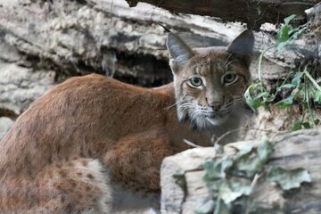 Germany: Zoo Rostock Completes Renovation of Lynxes Enclosure 