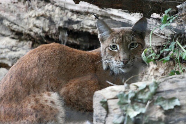 Germany: Zoo Rostock Completes Renovation of Lynxes Enclosure