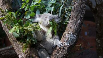 Switzerland: New Australia Facility at Zoo Zurich Now Open