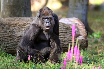 Germany: Rostock Zoo Looks back at 2020 Financial Year, Invests in Ongoing Projects & Digital Infrastructure